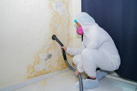 Best Mold Damage Restoration  in Champlin, MN